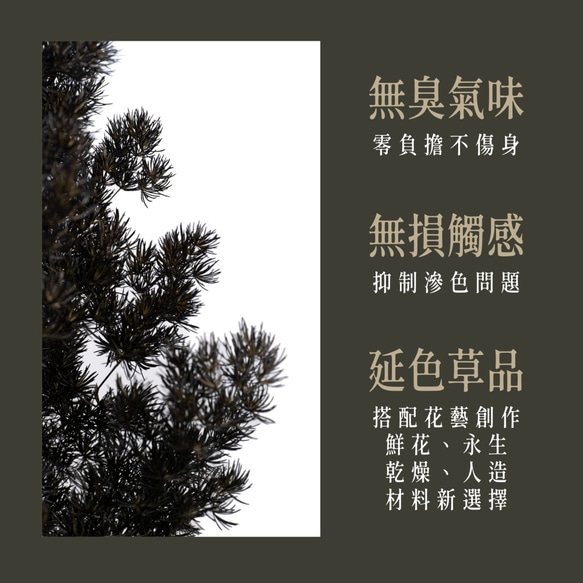 蓬萊松｜壽松｜延色草系列｜C01墨漫黑｜植色木木｜葉材 花材 乾燥花 永生花 人造花 鮮花 搭配參考 第4張的照片