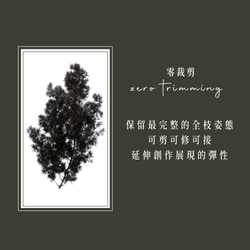 蓬萊松｜壽松｜延色草系列｜C01墨漫黑｜植色木木｜葉材 花材 乾燥花 永生花 人造花 鮮花 搭配參考 第5張的照片