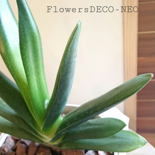 ガステリア【グリーンワイパー】 その他インテリア雑貨 FlowersDECO  