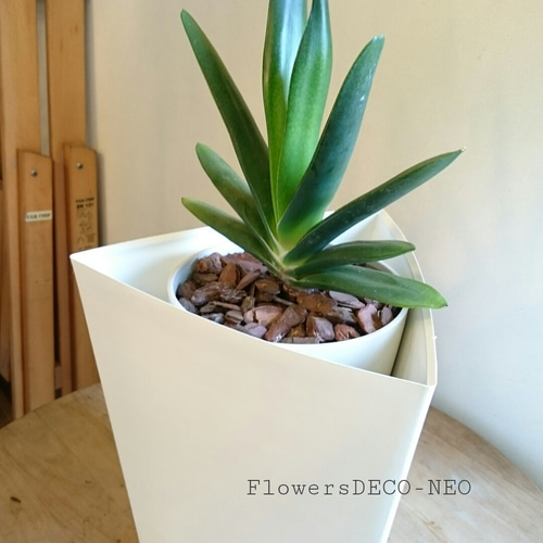 ガステリア【グリーンワイパー】 その他インテリア雑貨 FlowersDECO  