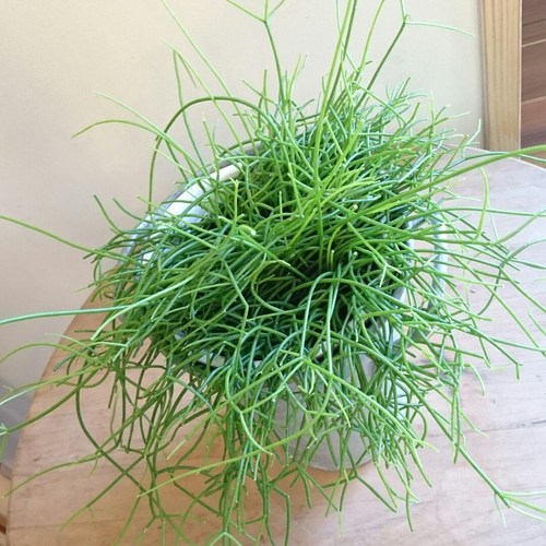 【専用】リプサリス✳︎さま Amazon｜リプサリス 9種類から選べる サボテン 多肉植物 3号