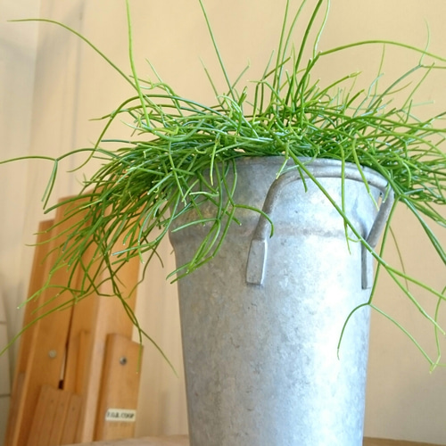 【専用】リプサリス✳︎さま Amazon｜リプサリス 9種類から選べる サボテン 多肉植物 3号