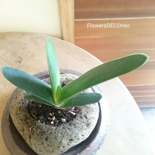 ガステリア【グリーンワイパー】 その他インテリア雑貨 FlowersDECO  