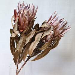 桐の実 ドライフラワー 長さ約60〜80cm 長枝8本 桐の実 ドライフラワー 長さ約60〜80cm 長枝8本