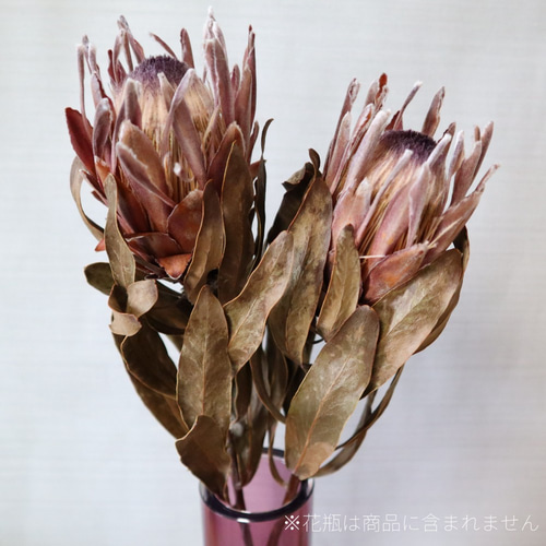 プロテア・ピンクアイス ドライフラワー2本セット その他素材 Dry