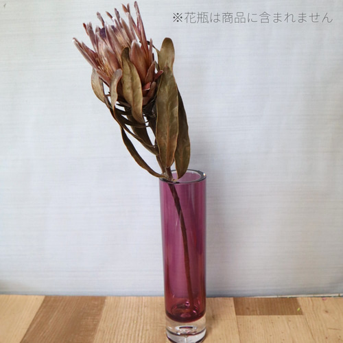 プロテア・ピンクアイス ドライフラワー2本セット その他素材 Dry