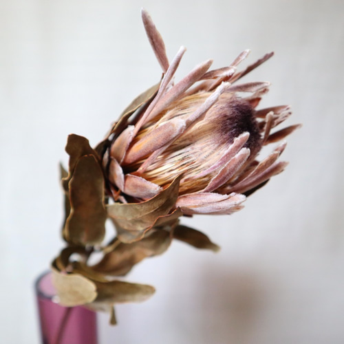プロテア・ピンクアイス ドライフラワー2本セット その他素材 Dry