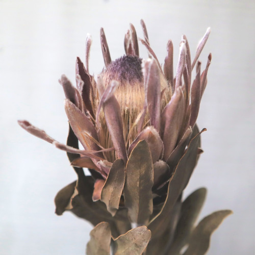 プロテア・ピンクアイス ドライフラワー2本セット その他素材 Dry