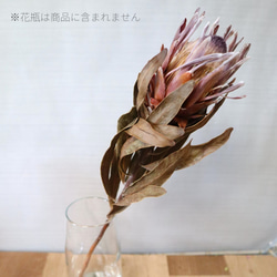 プロテア・ピンクアイス ドライフラワー2本セット その他素材 Dry