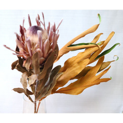 桐の実 ドライフラワー 長さ約60〜80cm 長枝8本 ed8ee9e74d3f7fcdc3ac8e1a6680b3