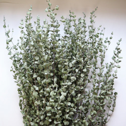 レア花材・桐の実と野ばら ドライ ※限定2個 その他素材 Dry