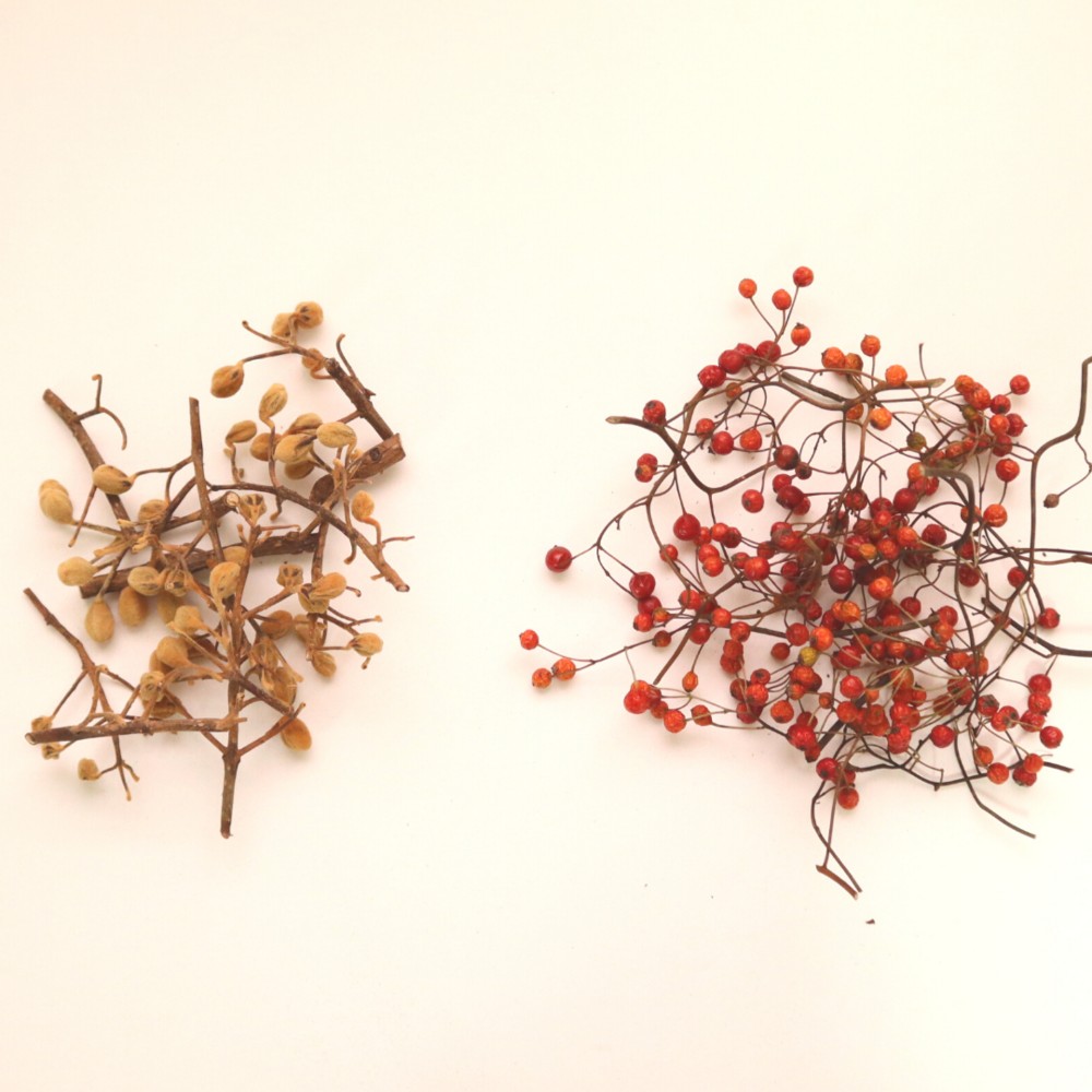 桐の実 ドライフラワー 長さ約60〜80cm 長枝8本 桐の実 ドライフラワー 長さ約60〜80cm 長枝8本