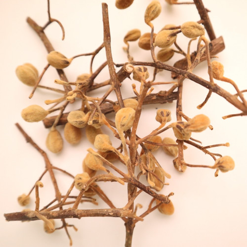 レア花材・桐の実と野ばら ドライ ※限定2個 その他素材 Dry Flower