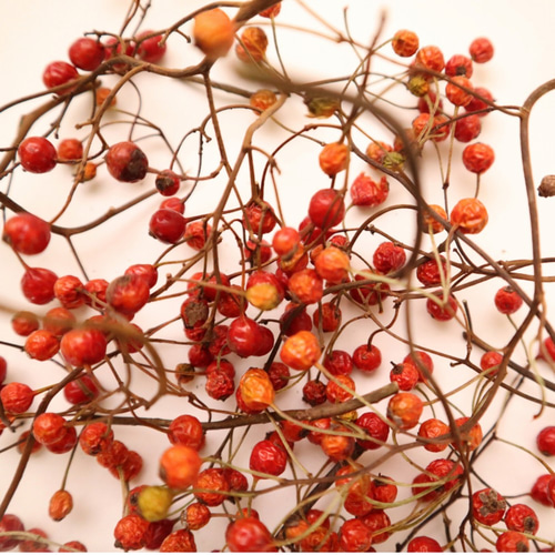 レア花材・桐の実と野ばら ドライ ※限定2個 その他素材 Dry