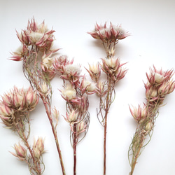 桐の実 ドライフラワー 長さ約60〜80cm 長枝8本 桐の実 ドライフラワー