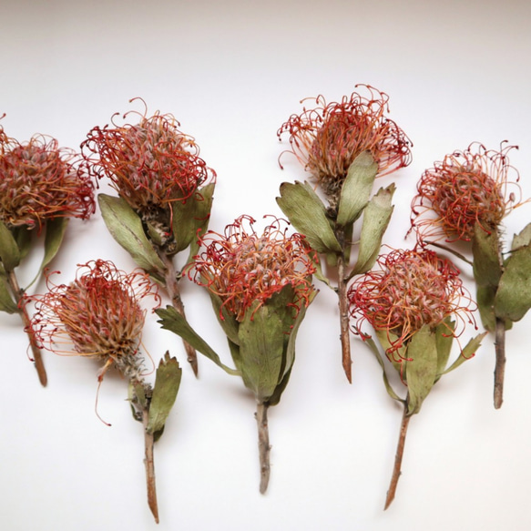 ピンクッション 赤 ドライフラワー その他素材 Dry Flower Shop 通販