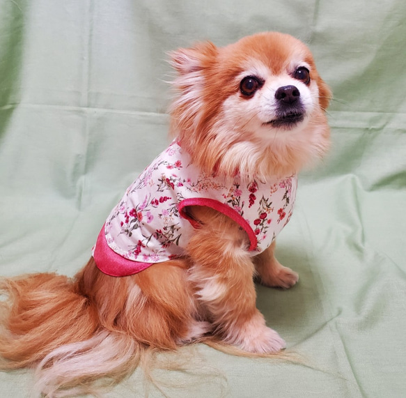 【オーダー】 犬猫服  重ね着風シャツ  タンクトップタイプ  わんこ服　犬服　赤花 2枚目の画像