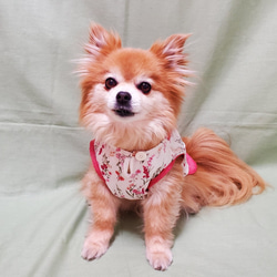 【オーダー】 犬猫服  重ね着風シャツ  タンクトップタイプ  わんこ服　犬服　赤花 3枚目の画像