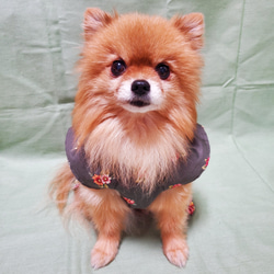 ペット服【オーダー】   ワンピース フリル袖 お花柄生地  可愛い わんこ服 犬服　 4枚目の画像