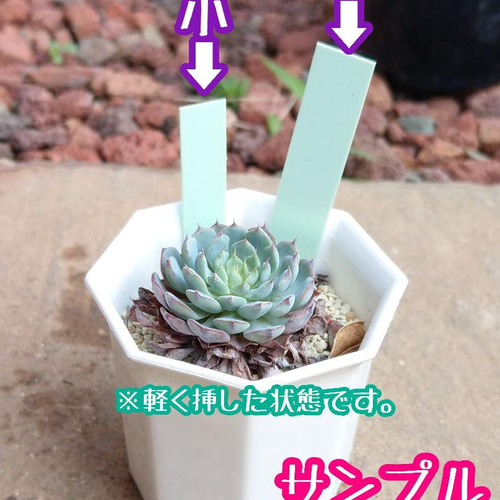 ラインラベル (中) 緑 園芸ラベル ネームタグ ネームラベル 多肉植物 