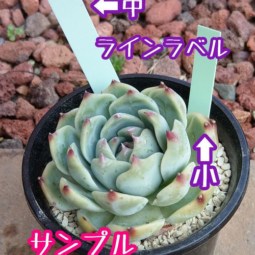 ラインラベル (中) 緑 園芸ラベル ネームタグ ネームラベル 多肉植物 
