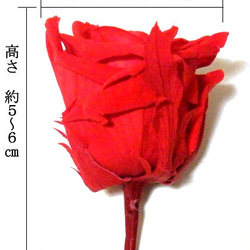 【AFP】プリザーブドフラワー　花材　ローズ　Ｍサイズ　約３-４cm　赤　12輪入り 　pfr4-r 2枚目の画像