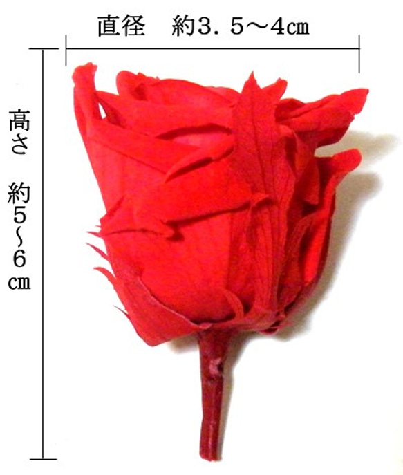 【AFP】プリザーブドフラワー　花材　ローズ　Ｍサイズ　約３-４cm　赤　12輪入り 　pfr4-r 2枚目の画像