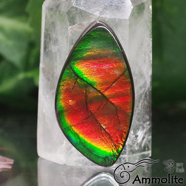 アンモライトルース　化石　原石　幅2.2cm 美品