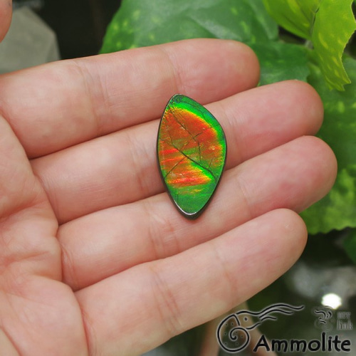 レア・化石宝石・32mm×17mm『アンモライト』ルース(マクラメ編み加工可