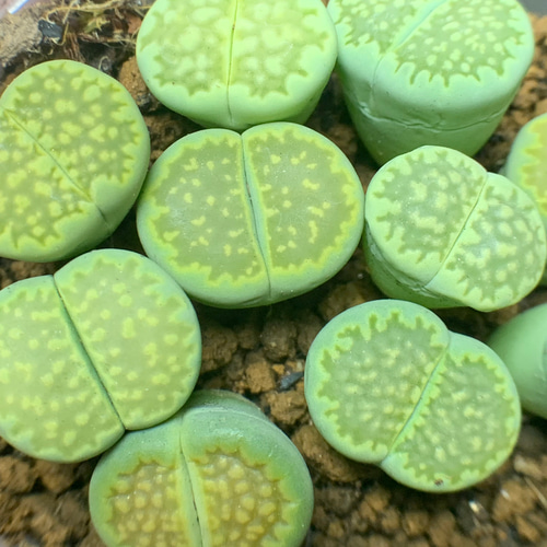 リトープス 緑福来玉 抜き苗 中玉 三年くらいの苗です その他