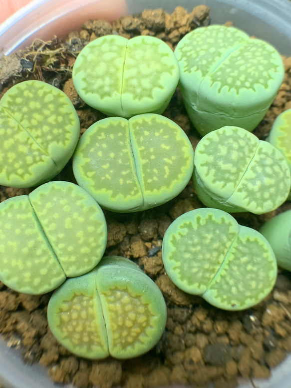 リトープス 緑福来玉 抜き苗 中玉 三年くらいの苗です その他