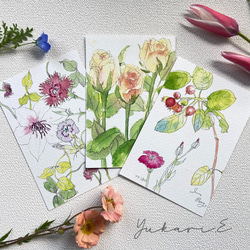 六月の花と七月の花 2冊セット 5月 6月の花ポストカード ポストカード D&L.Co 通販 11679248
