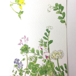 春の草花ポストカード(3枚入り) 1枚目の画像