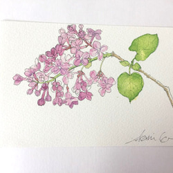 春の草花のポストカード2(3枚入り) 3枚目の画像