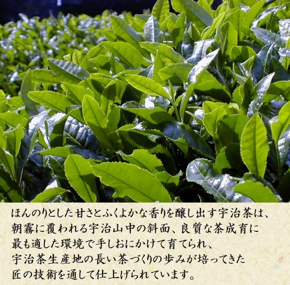 母の日 宇治茶と一口羊羹セット 「宇治抹茶・栗・小倉」 煎茶 和菓子ギフト お取り寄せ スイーツ 誕生日 内祝 きよ泉 4枚目の画像