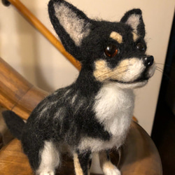 愛犬ちゃんのそっくりなリアルなペット人形をお作りします！　羊毛フェルト　犬　オーダー　ぬいぐるみ　犬　　ペット　リアル　 5枚目の画像