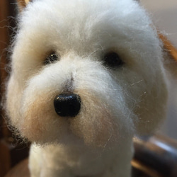 愛犬ちゃんのそっくりなリアルなペット人形をお作りします！　羊毛フェルト　犬　オーダー　ぬいぐるみ　犬　　ペット　リアル　 7枚目の画像