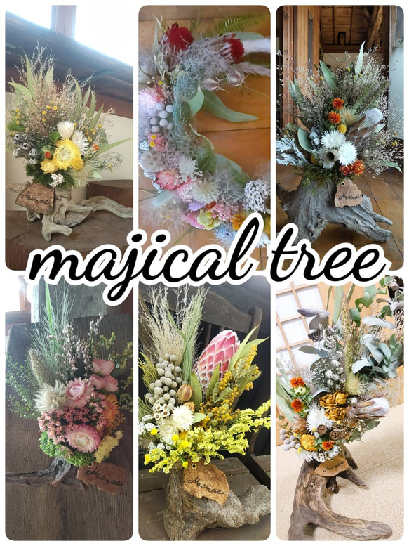 魔法の木　magical tree 1枚目の画像