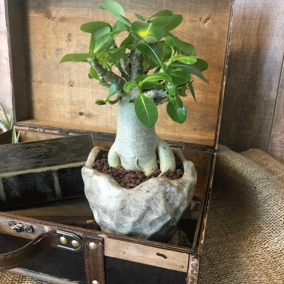 アデニウム・アラビカム☆塊根植物☆人気☆観葉植物☆多肉植物