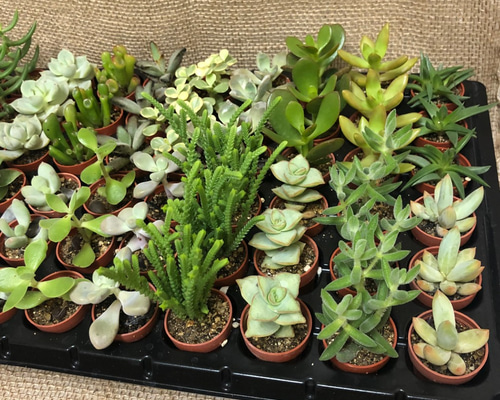 多肉植物または観葉植物 15鉢セット 楽天市場】多肉 植物 の 鉢の通販