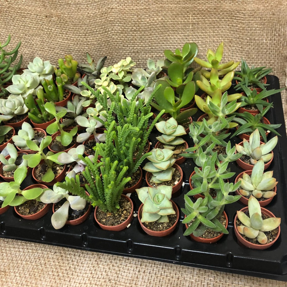 多肉植物または観葉植物 15鉢セット 楽天市場】多肉植物 仕入れ（花・観葉植物｜花・ガーデン・DIY