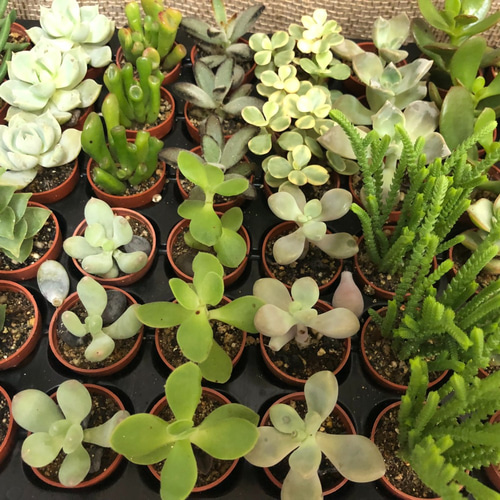 多肉植物または観葉植物 15鉢セット 楽天市場】【期間限定！P10倍＆MAX10％OFFクーポン】多肉植物