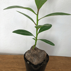 バーニングトリア　塊根植物　観葉植物　大きな種　インテリア植物 2枚目の画像