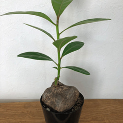 バーニングトリア　塊根植物　観葉植物　大きな種　インテリア植物 4枚目の画像