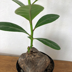 バーニングトリア　塊根植物　観葉植物　大きな種　インテリア植物 5枚目の画像