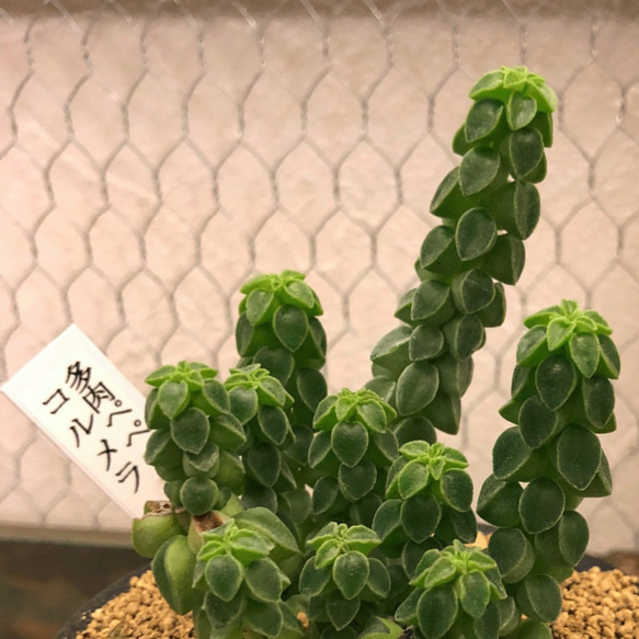 多肉ペペロミア☆コルメラ☆希少　厳選個体　多肉植物　観葉植物 4枚目の画像