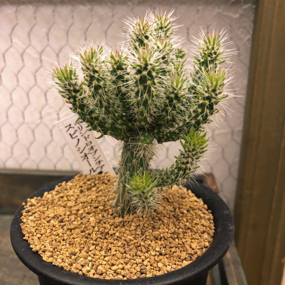 サボテン キリンドロオプンチア ダビシー 希少 白トゲ 大株 ①