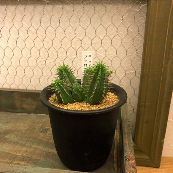 ユーフォルビア☆フェロックス☆サボテン 観葉植物 多肉植物 希少 厳選