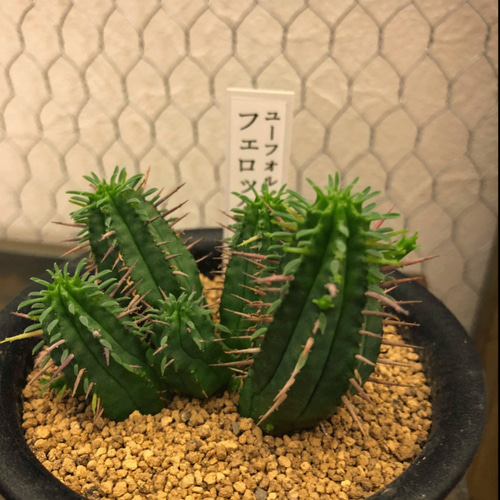 ユーフォルビア☆フェロックス☆サボテン 観葉植物 多肉植物 希少 厳選