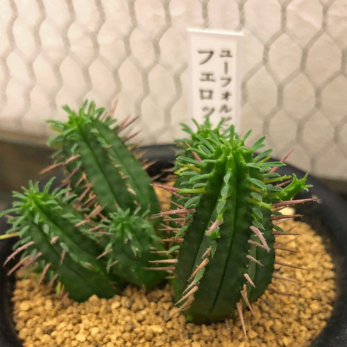 ユーフォルビア☆フェロックス☆サボテン 観葉植物 多肉植物 希少 厳選